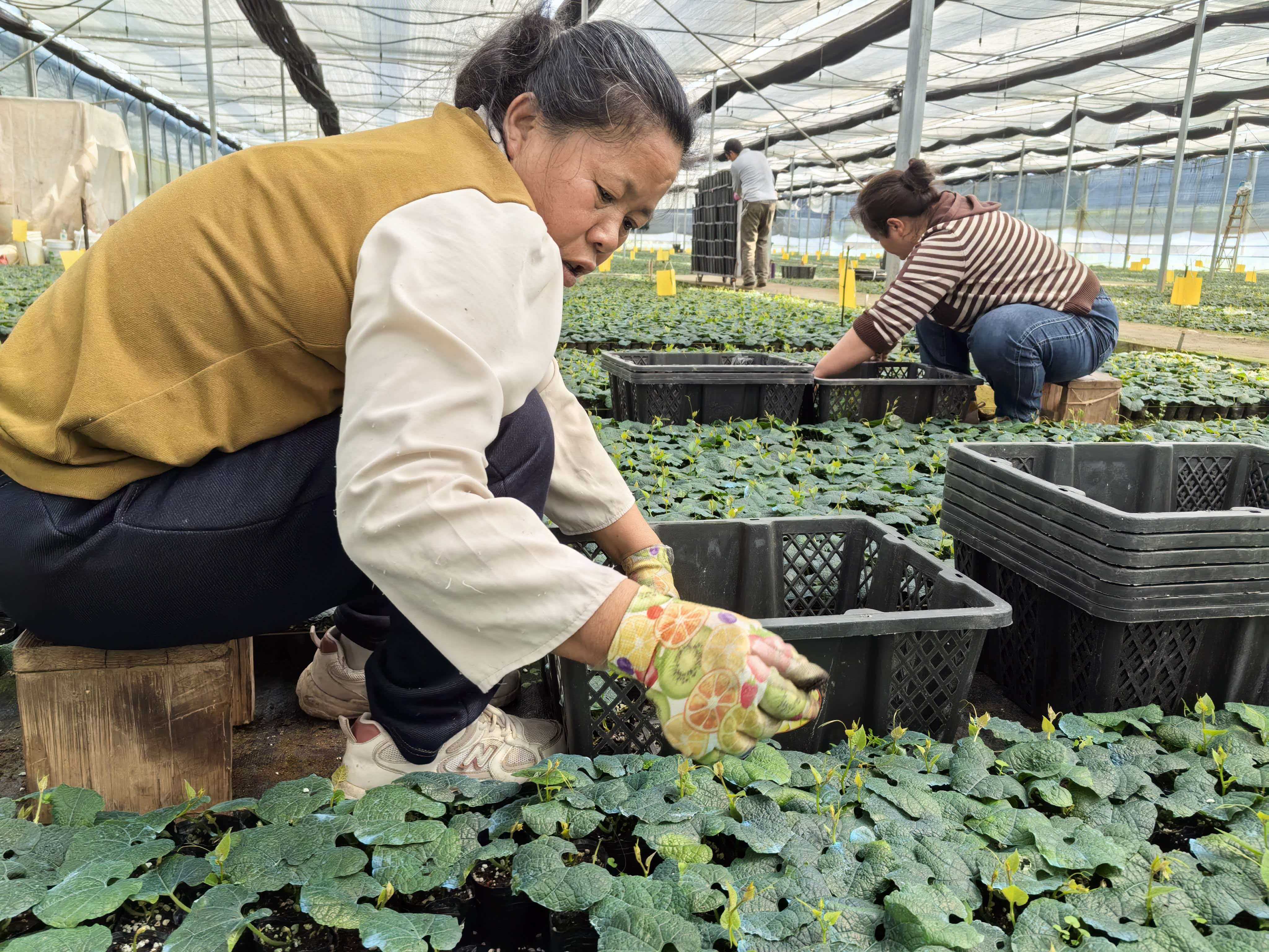 工人在智能育苗大棚分拣罗汉果苗.jpg
